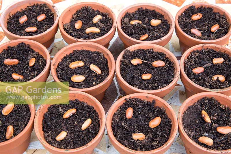 Gardening without plastic multi sown sowing organic Phaseolus vulgaris 'Trionfo Violetto' - Climbing French Purple Bean seeds in terracotta pots filled with compost