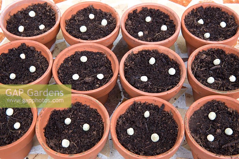 Gardening without plastic multi sown sowing Pisium sativum pea mangetout mange tout 'Oregon sugar pod' seeds in terracotta pots filled with compost