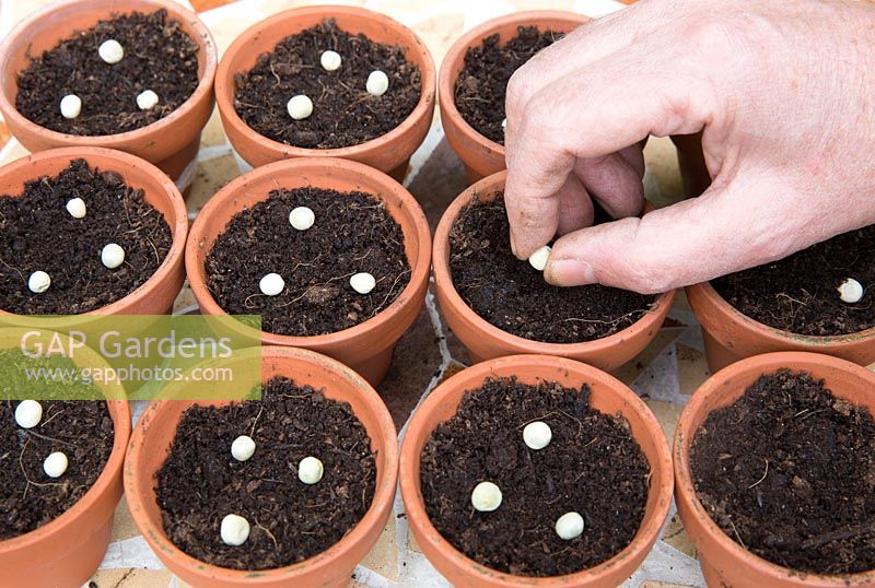 Gardening without plastic multi sown sowing Pisium sativum pea mangetout mange tout 'Oregon sugar pod' seeds in terracotta pots filled with compost