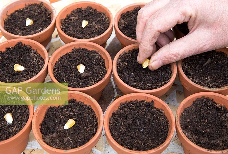 Gardening without plastic sowing Sweetcorn 'True Gold'' - maize seeds in terracotta pots filled with compost