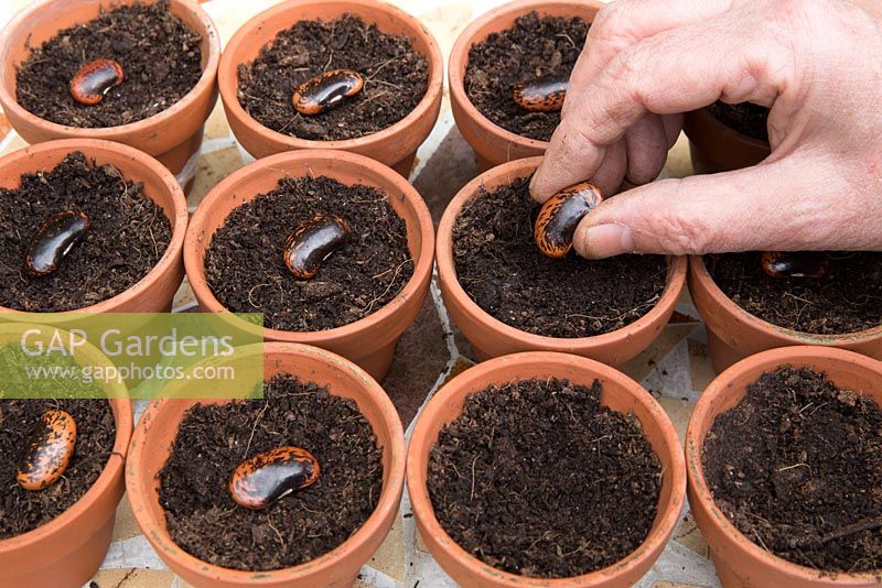 Gardening without plastic sowing Runner bean 'Red Rum' seeds in terracotta pots filled with compost
