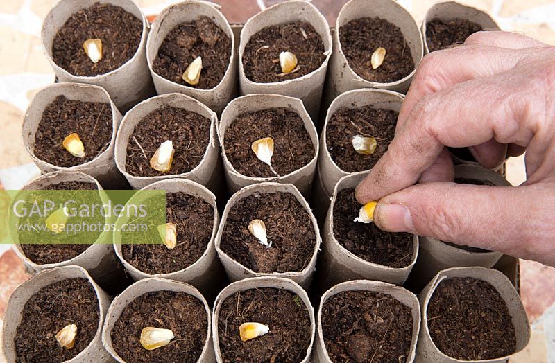 Gardening without plastic sowing organic Sweetcorn 'True Gold' seeds in cardboard toilet roll tubes filled with compost