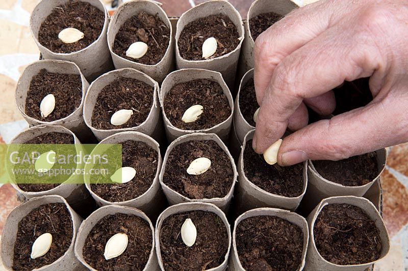 Gardening without plastic sowing organic Cucurbita pepo 'Nero di Milano' - Courgette seeds in cardboard toilet roll tubes filled with compost