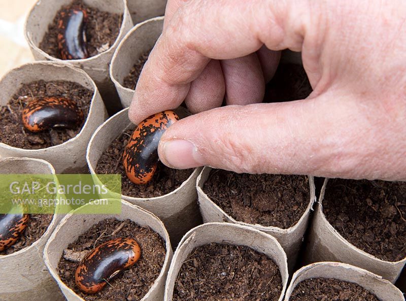 Gardening without plastic sowing organic runner bean 'Red Rum' seeds in cardboard toilet roll tubes filled with compost
