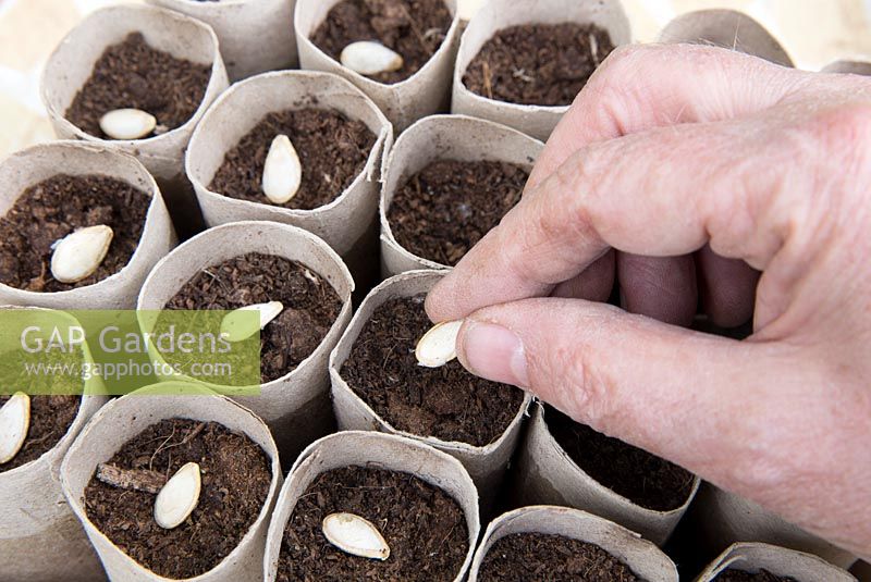 Gardening without plastic sowing organic Butternut squash seeds in cardboard toilet roll tubes filled with compost