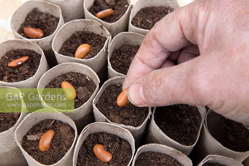 Gardening without plastic multi sowing organic Phaseolus vulgaris 'Trionfo Violetto' - Climbing French Purple Bean seeds in cardboard toilet roll tubes