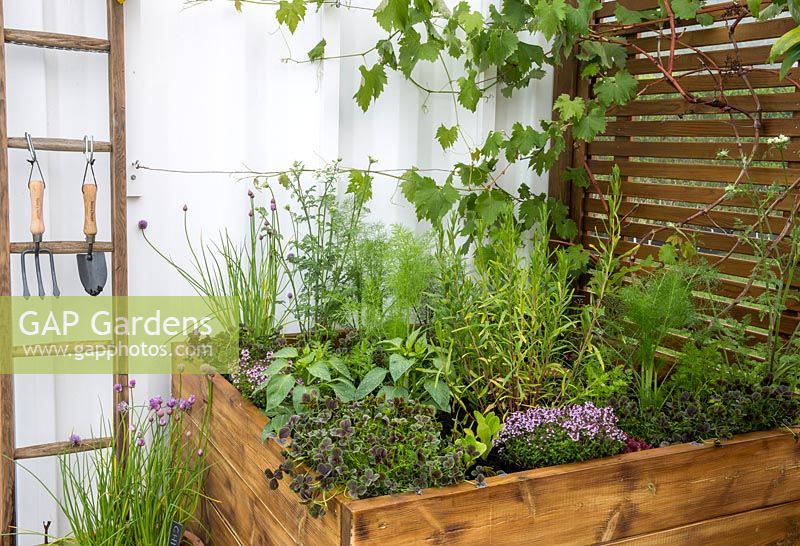 Small wooden raised bed planted with herbs and vegetables, chives, thyme, pepper, fennel, lettuce with a young grape vine growing on a trellis and garden tools on an old ladder. Ikhaya Home garden. RHS Malvern Spring Festival May 2019  - Designer: Stacey Bright 