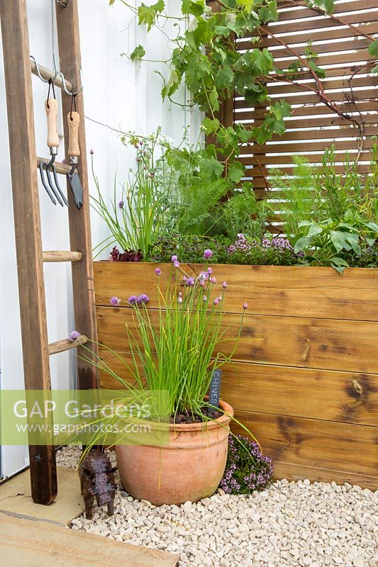 Small wooden raised bed planted with herbs and vegetables, chives, thyme, pepper, fennel, lettuce with a young grape vine growing on a trellis and garden tools on an old ladder, chives growing in a terracotta container on gravel border. Ikhaya Home garden. RHS Malvern Spring Festival May 2019   - Designer: Stacey Bright 