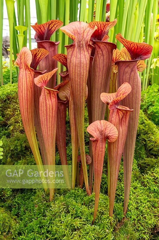 Sarracenia 'Barry Soper' pitcher plant grown by Matt Soper of Hampshire Carnivorous plants