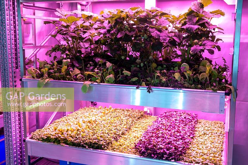 Hydroponic gardening with small seedlings grown for microgreens and strawberry plants under lights - salad plants. Gardening will save the World garden - RHS Chelsea Flower Show 2019  - Design: Tom Dixon - Sponsor: Ikea