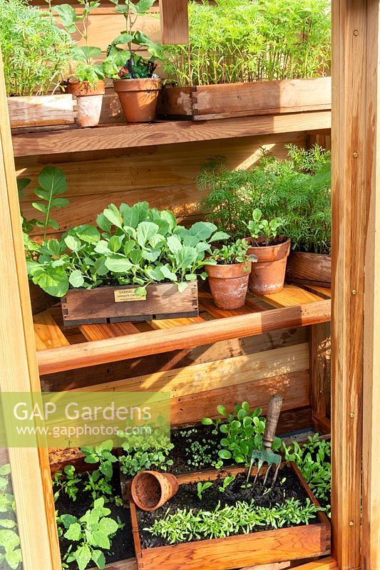 Environmentally friendly small mini greenhouse made from wood with young vegetable and herb seedlings and plants growing in wooden boxes and terracotta pots - gardening without plastic