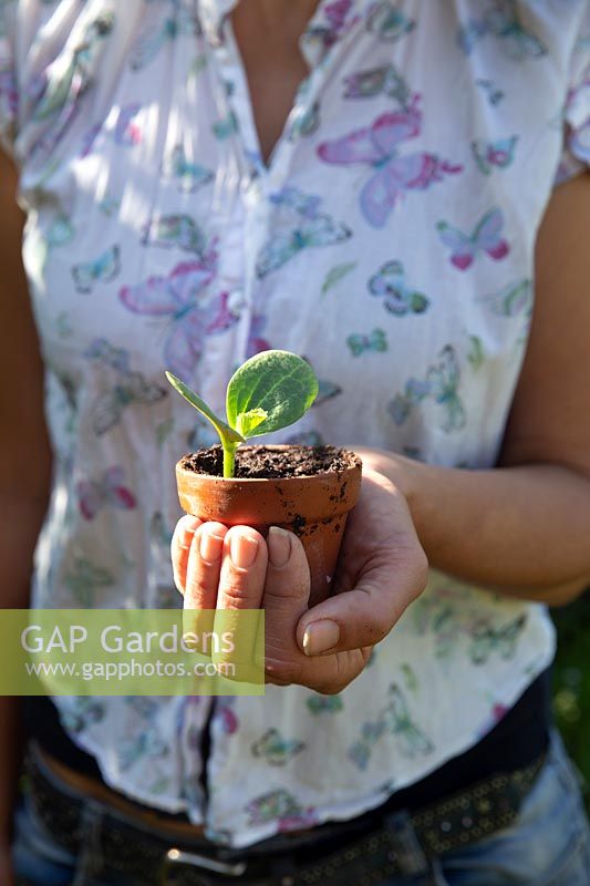 Woman holding Cucurbit - Butternut Squash - seedling grown in terracotta pot ready for transplanting 