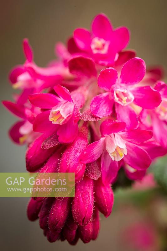 Ribes sanguineum - Red-flowering Currant blossoms detail