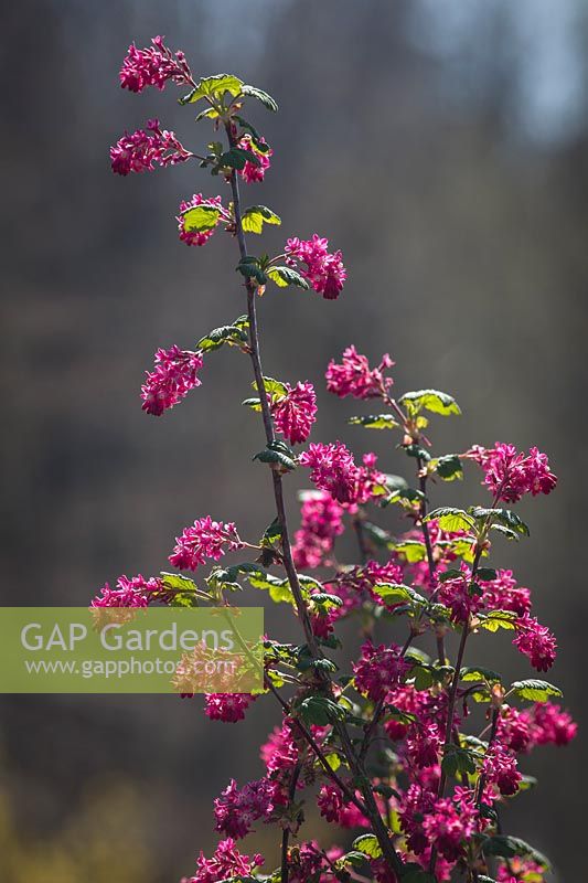 Ribes sanguineum - Red-flowering Currant blossoms