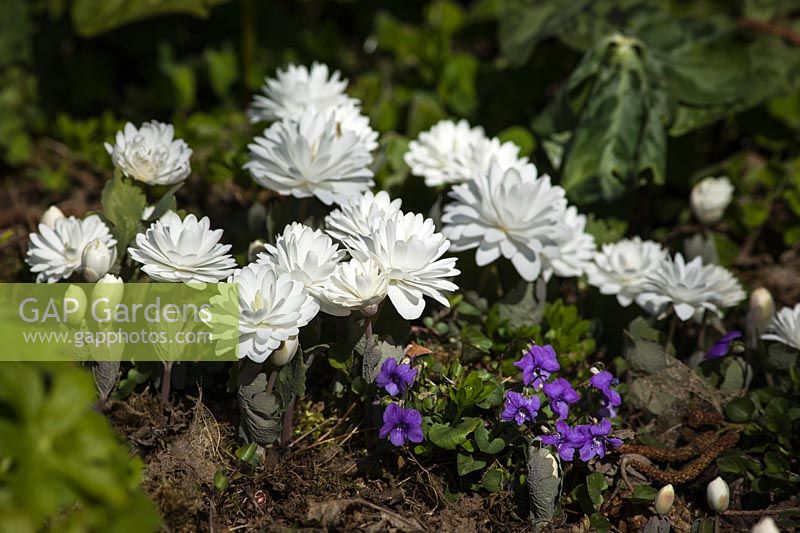 Sanguinaria canadensis 'Flore Pleno' - 'Flore Pleno' Bloodroot and purple Violets