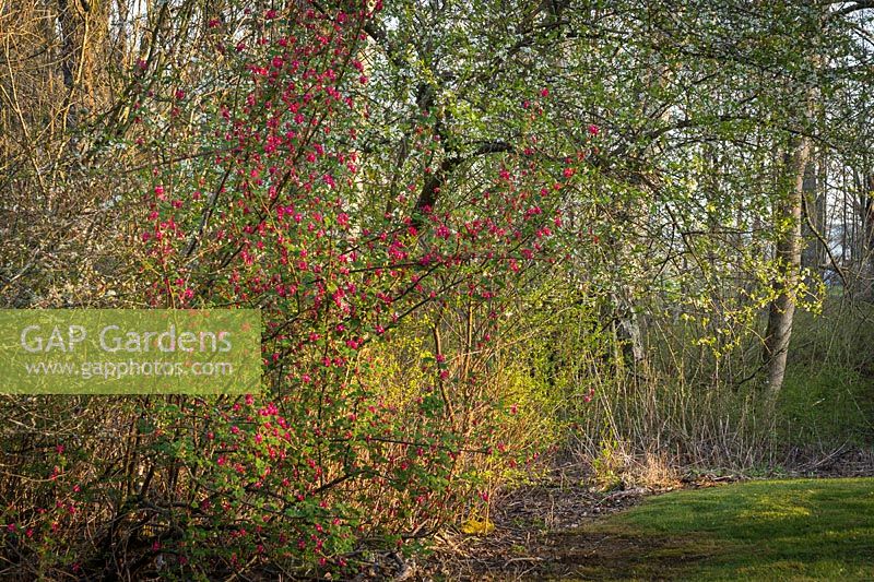Ribes sanguineum - Red-flowering Currant in woodland border