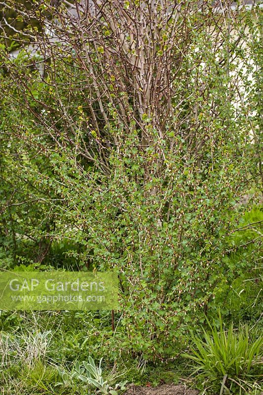 Ribes divaricatum - Coast Black Gooseberry