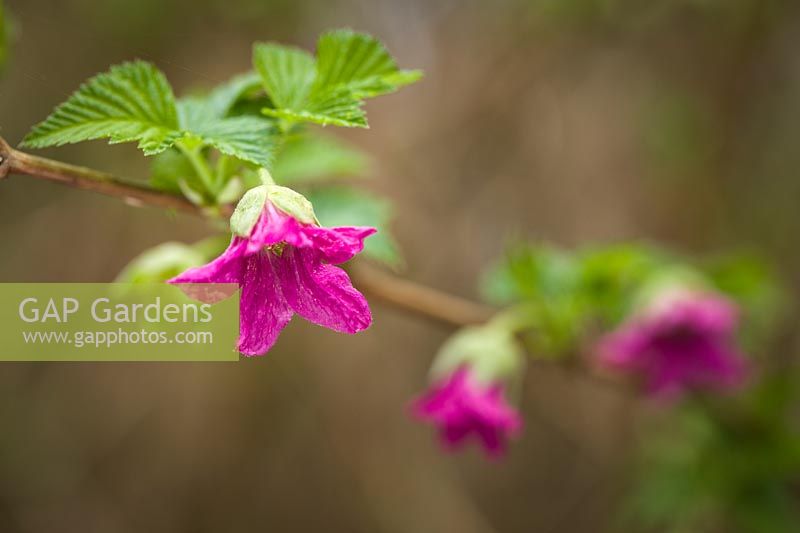 Rubus spectabilis - Salmonberry blossoms and foliage