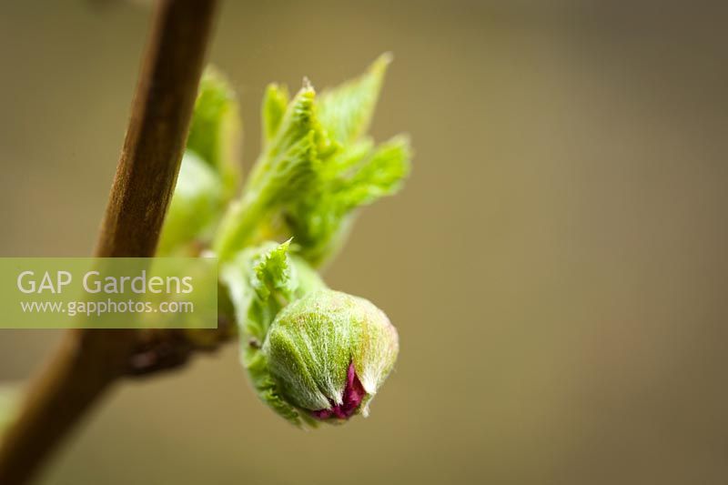 Rubus spectabilis - Salmonberry flower bud showing first color