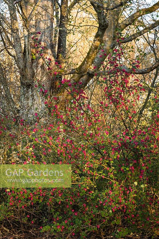 Ribes sanguineum - Red-flowering Currant - at woodland edge