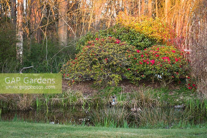 Rhododendron beginning to bloom at edge a pond, woods beyond