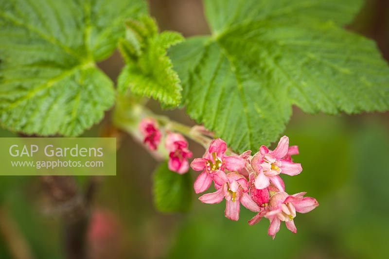 Ribes sanguineum - Red-flowering Currant - blossoms and foliage