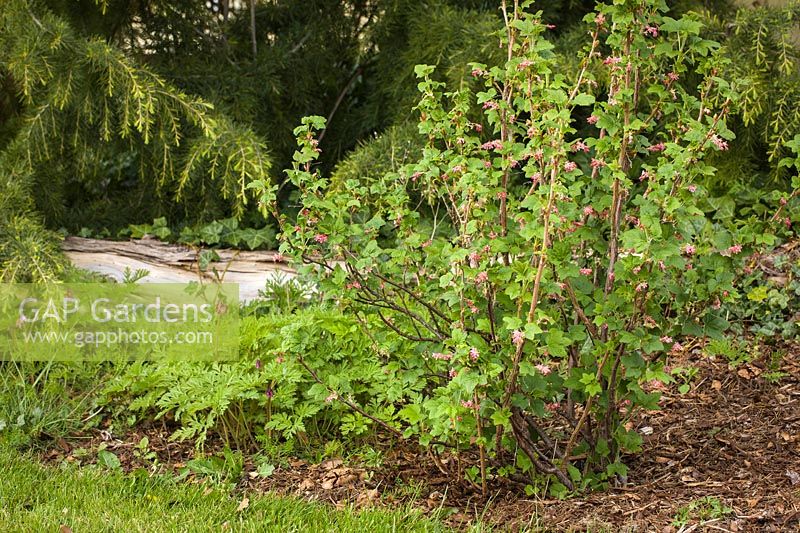 Ribes sanguineum - Red-flowering Currant - with Dicentra formosa - Pacific Bleeding Heart