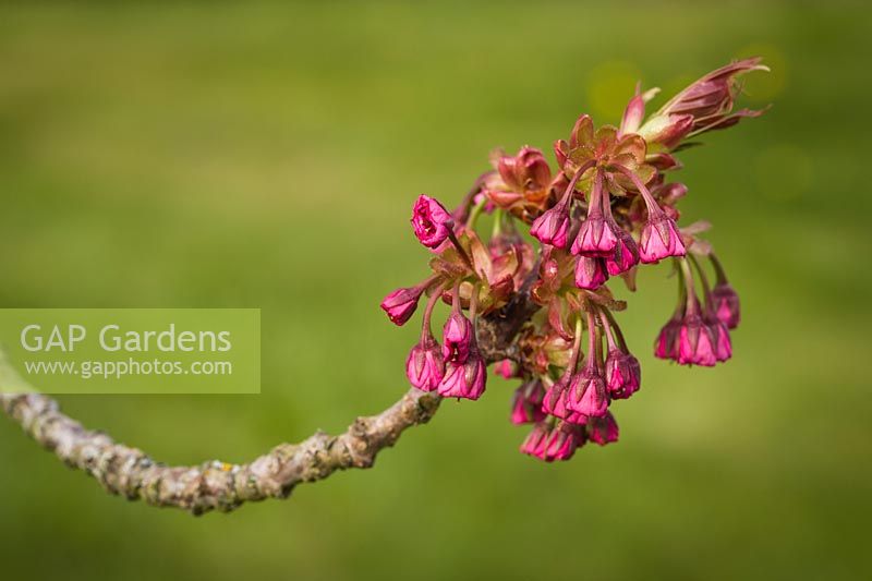 Prunus serrulata 'Kwanzan' - Flowering Cherry - flower buds