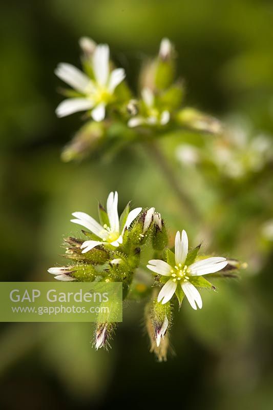 Cerastium fontanum - Common Mouse-ear Chickweed 
