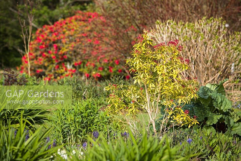 Mixed bed with Pieris japonica 'Mountain Fire', beyond Rhododendron 