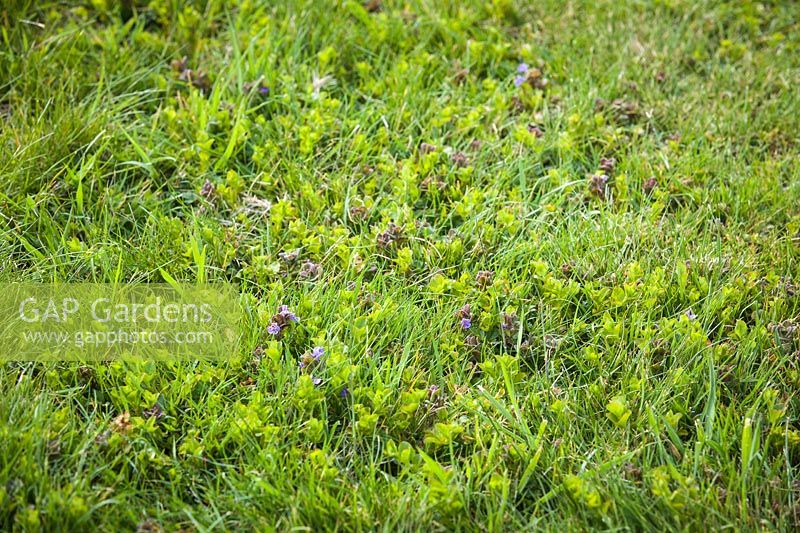 Lysimachia nummularia - Creeping Jenny - and  Glechoma hederacea - Ground-ivy in a lawn