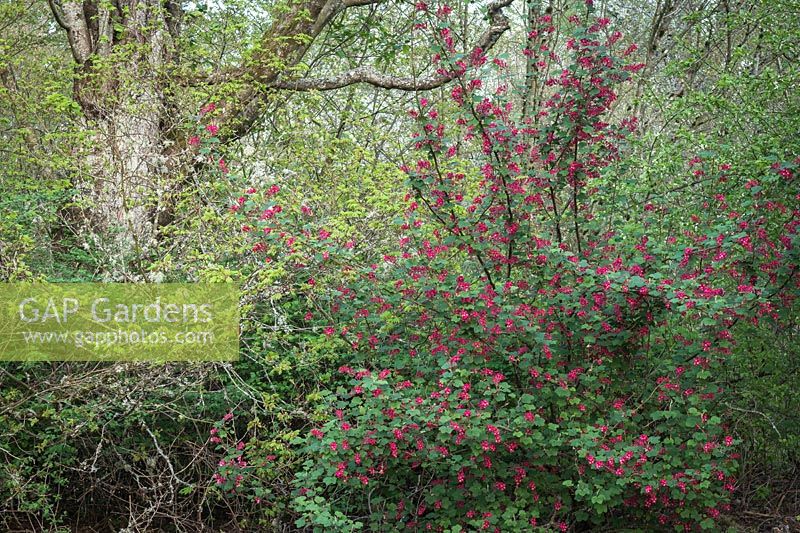 Alnus rubra - Red Alder, Acer circinatum - Vine Maple and Ribes sanguineum - Red-flowering Currant