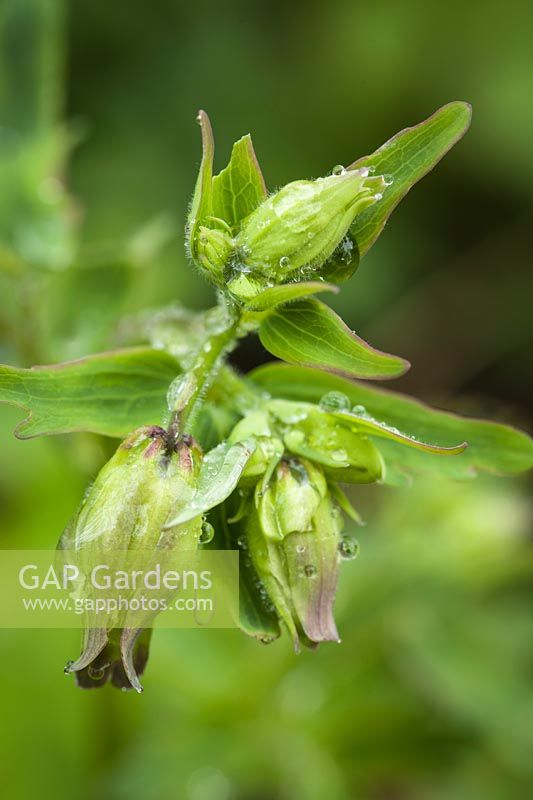 Aquilegia vulgaris - European Columbine - flower buds with raindrops