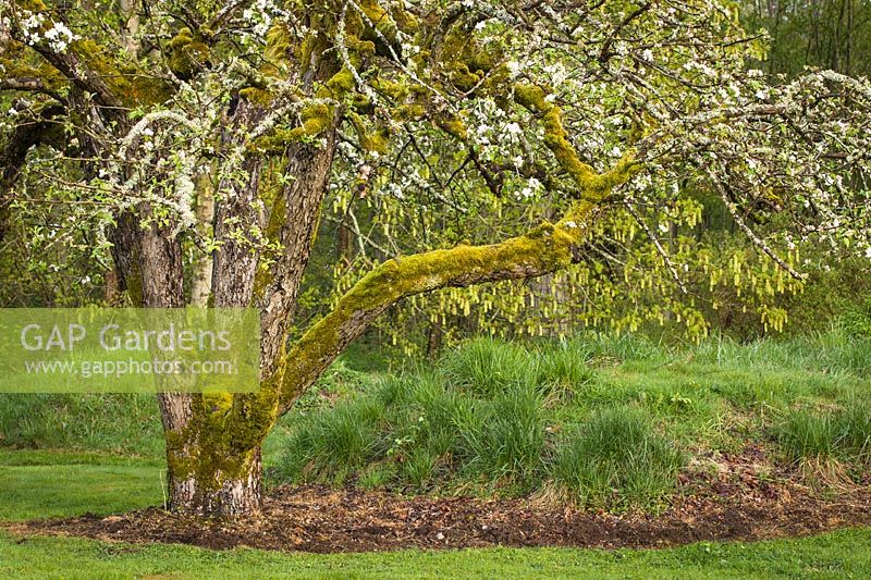 Malus domestica - Apple - old tree with moss on branches and bloom