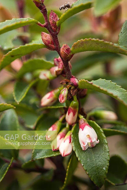 Vaccinium ovatum - Evergreen Huckleberry blossom, buds and foliage detail