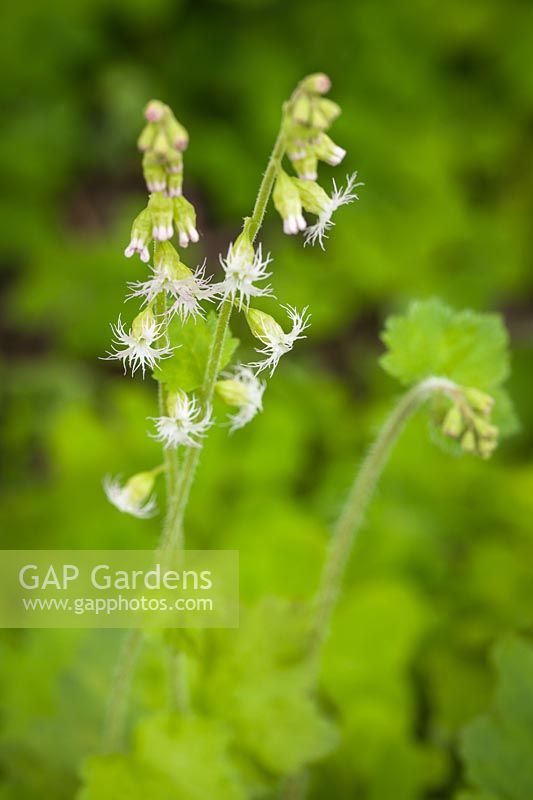 Tellima grandiflora - Fringecup white-flowered form, blossoms detail