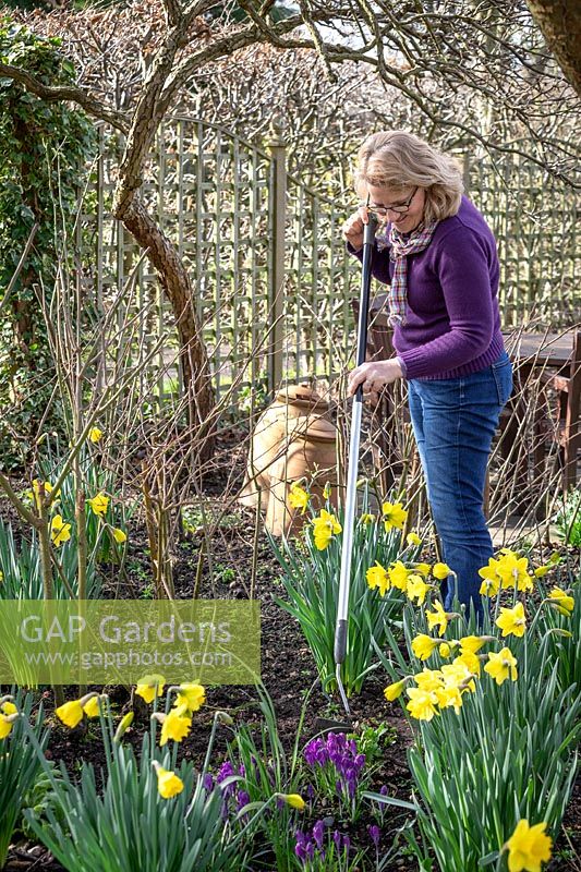 Weeding between plants in a border in early spring using a hoe