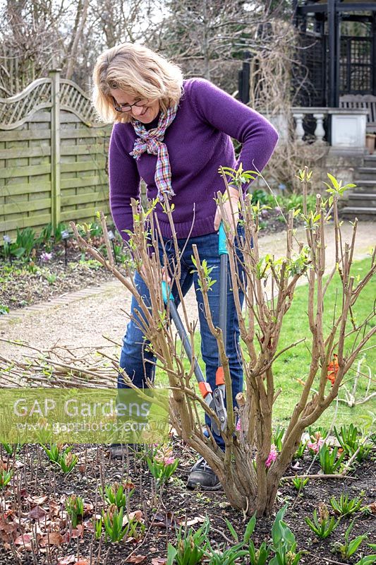 Pruning buddleia stems down to 45cm in early spring using loppers - Buddleia davidii 'Black Knight' - Butterfly bush