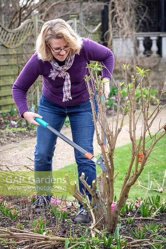 Pruning buddleia stems down to 45cm in early spring using loppers - Buddleia davidii 'Black Knight' - Butterfly bush