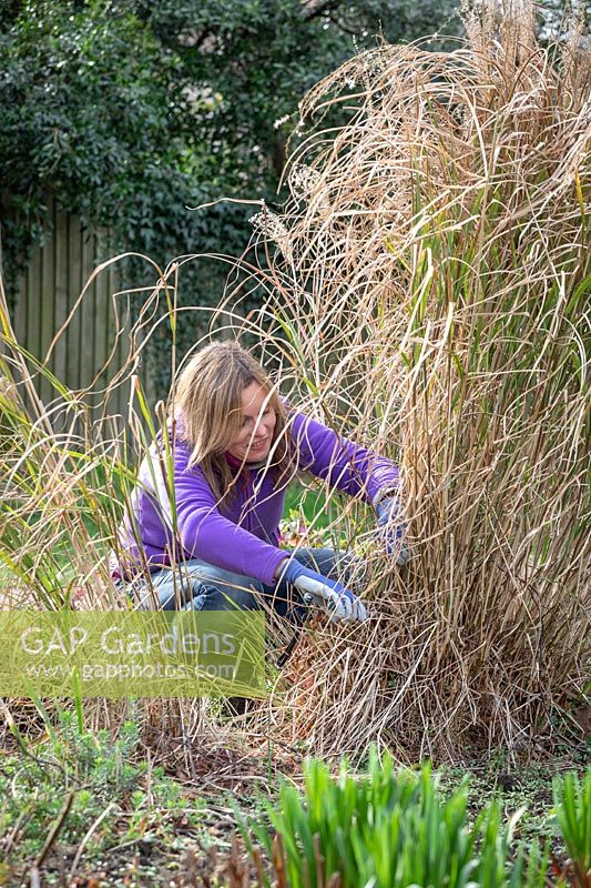 Pruning deciduous grasses by cutting back in spring. Using secateurs to avoid damaging green growth. Miscanthus sinensis