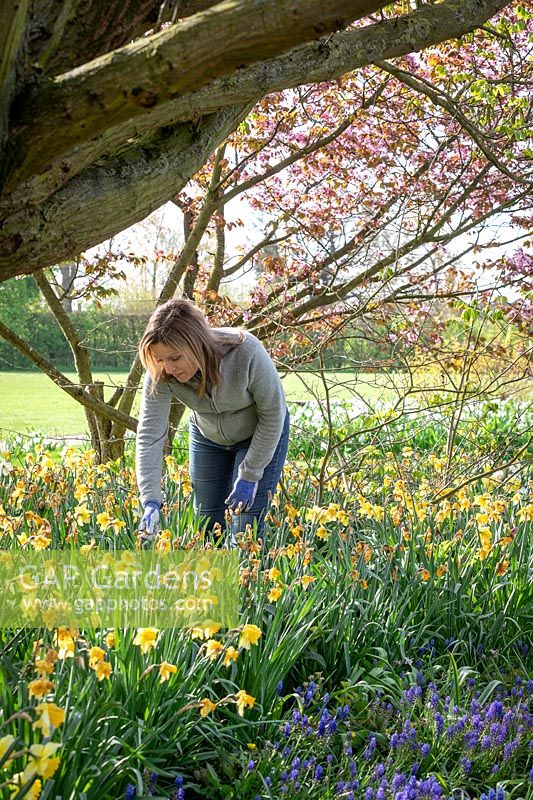 Deadheading daffodils after they have finished flowering