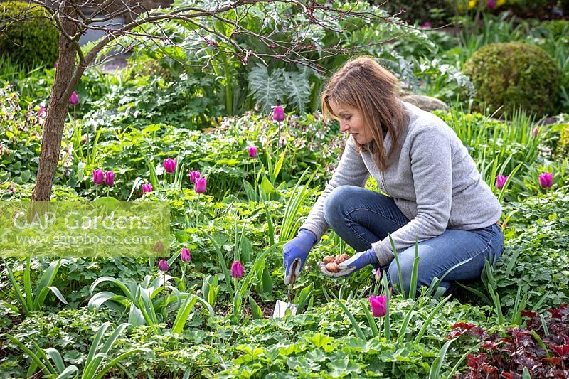 Planting summer flowering bulbs in a border - Gladiolus 'Roma'