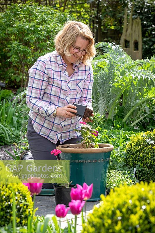 Planting up a summer flowering patio container with bedding plants - Pelargoniums