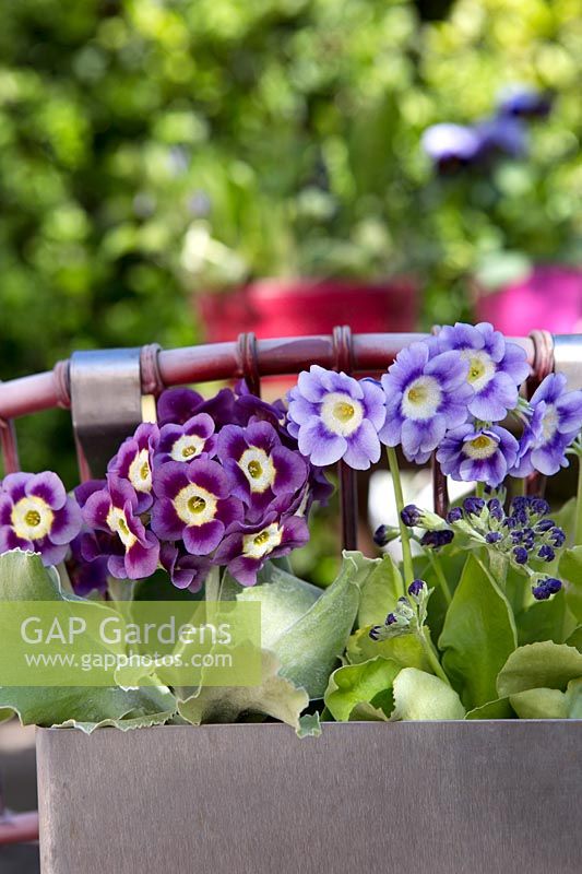 Primula Auricula plants in metal container