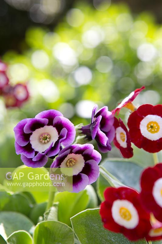 Selection of Primula Auricula plants