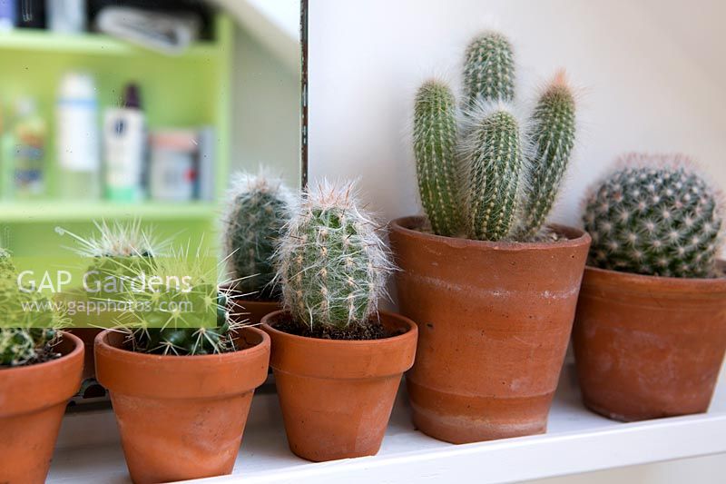 Different varieties of cactus in small terracotta pots