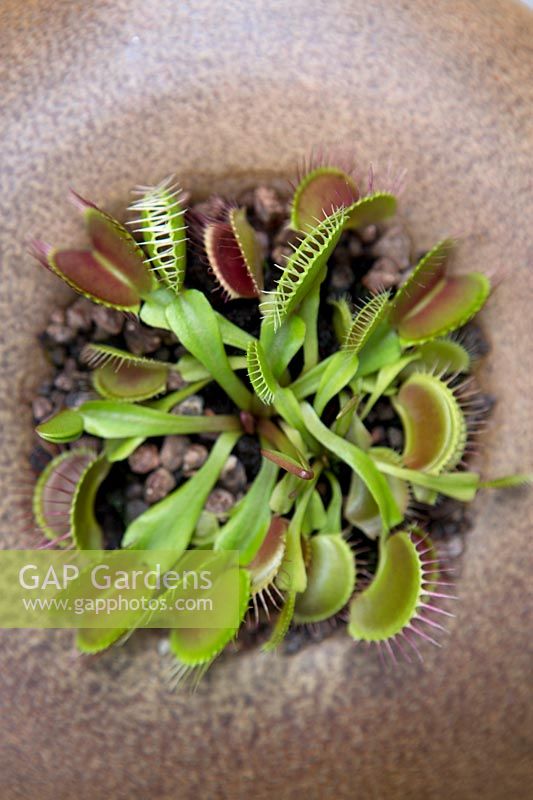 Dionaea muscipula 'Venus Flytrap'