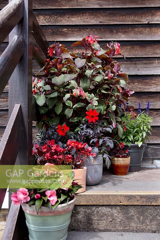 Plants in containers on staircase, Fuchsia, Dahlia, Begonia, Impatiens