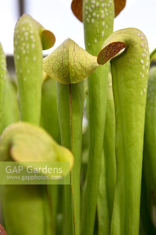 Sarracenia 'Pitcher Plants' Carnivorous Plants