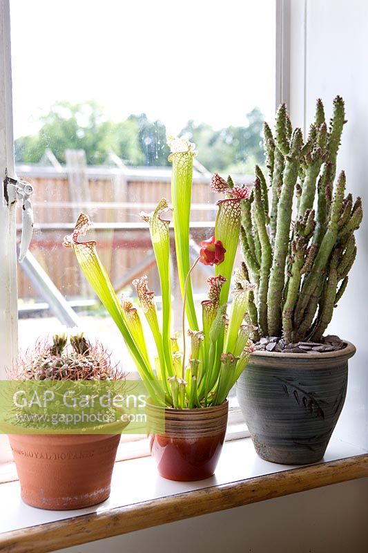 Sarracenia 'Pitcher Plants' Carnivorous Plants and cactus on sunny windowsill